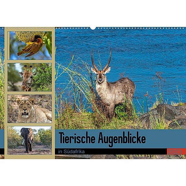 Tierische Augenblicke in Südafrika (Wandkalender 2023 DIN A2 quer), Norbert W. Saul