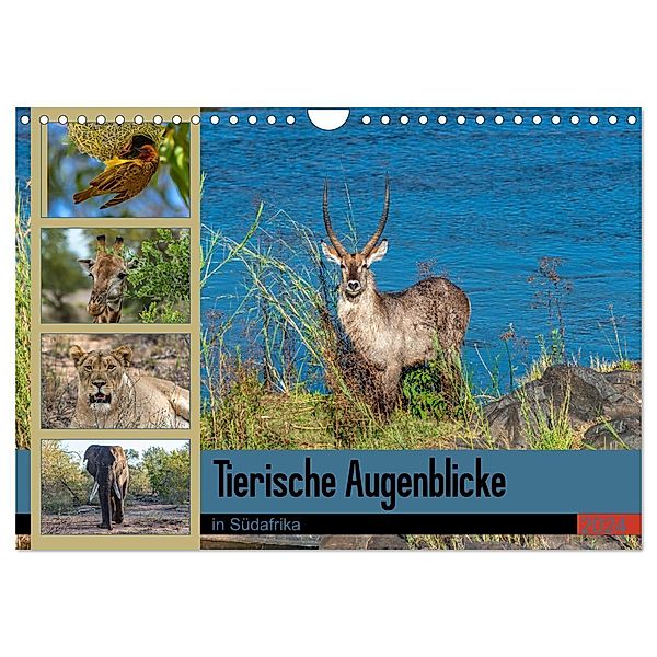 Tierische Augenblicke in Südafrika (Wandkalender 2024 DIN A4 quer), CALVENDO Monatskalender, Norbert W. Saul