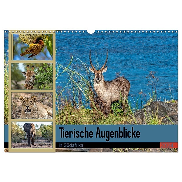 Tierische Augenblicke in Südafrika (Wandkalender 2024 DIN A3 quer), CALVENDO Monatskalender, Norbert W. Saul