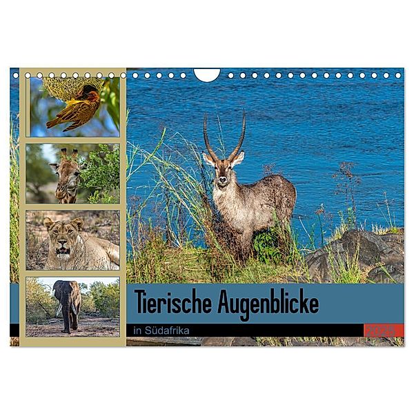 Tierische Augenblicke in Südafrika (Wandkalender 2025 DIN A4 quer), CALVENDO Monatskalender, Calvendo, Norbert W. Saul