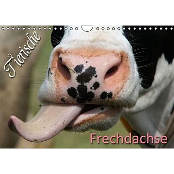 Tierische Frechdachse (Wandkalender 2016 DIN A4 quer), Martina Berg