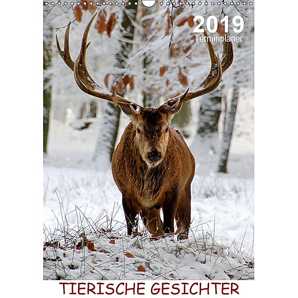 Tierische Gesichter / Planer (Wandkalender 2019 DIN A3 hoch), Sigrun Düll