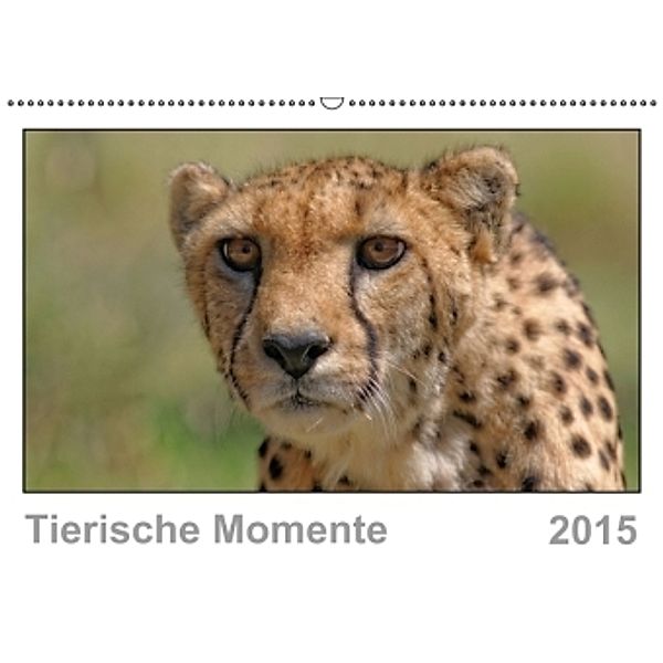 Tierische Momente (Wandkalender 2015 DIN A2 quer), Gerald Wolf