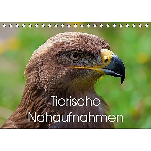 Tierische Nahaufnahmen (Tischkalender 2019 DIN A5 quer), Bo Valentino