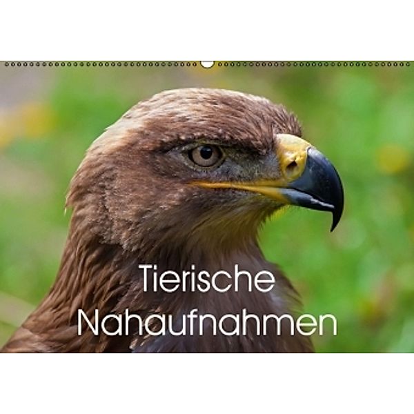 Tierische Nahaufnahmen (Wandkalender 2015 DIN A2 quer), Bo Valentino