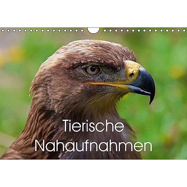 Tierische Nahaufnahmen (Wandkalender 2015 DIN A4 quer), Bo Valentino
