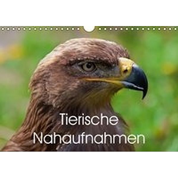 Tierische Nahaufnahmen (Wandkalender 2016 DIN A4 quer), Bo Valentino