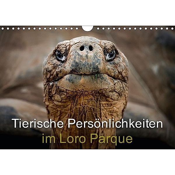 Tierische Persönlichkeiten im Loro Parque (Wandkalender 2017 DIN A4 quer), Ulrich Brodde