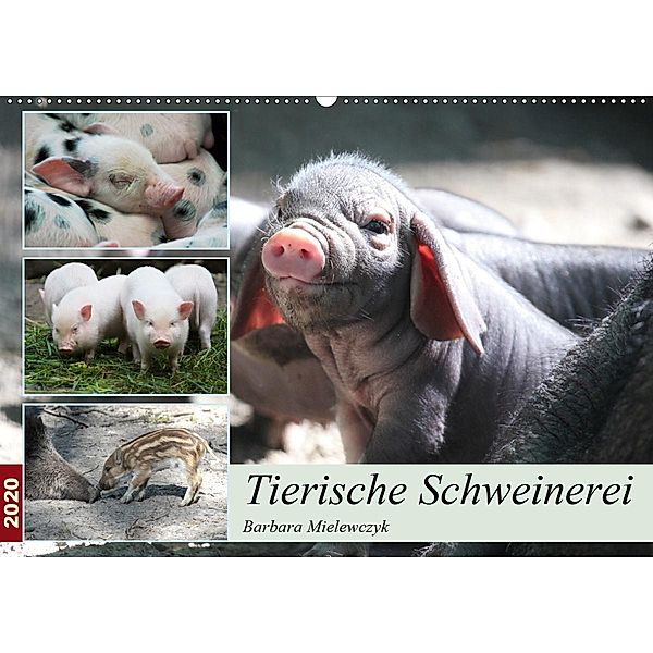 Tierische Schweinerei (Wandkalender 2020 DIN A2 quer), Barbara Mielewczyk