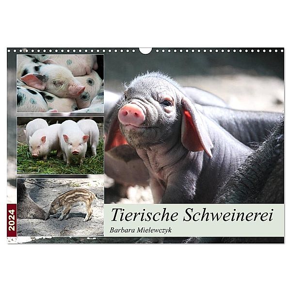 Tierische Schweinerei (Wandkalender 2024 DIN A3 quer), CALVENDO Monatskalender, Barbara Mielewczyk