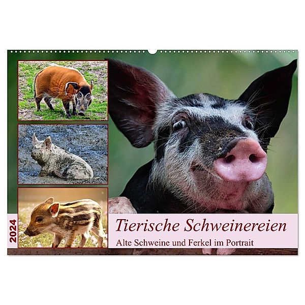 Tierische Schweinereien (Wandkalender 2024 DIN A2 quer), CALVENDO Monatskalender, Claudia Kleemann