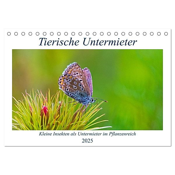 Tierische Untermieter (Tischkalender 2025 DIN A5 quer), CALVENDO Monatskalender, Calvendo, Clemens Stenner