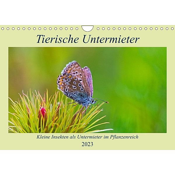 Tierische Untermieter (Wandkalender 2023 DIN A4 quer), Clemens Stenner