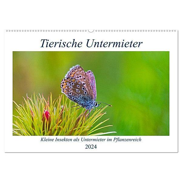 Tierische Untermieter (Wandkalender 2024 DIN A2 quer), CALVENDO Monatskalender, Clemens Stenner