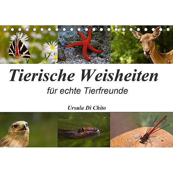 Tierische Weisheiten (Tischkalender 2021 DIN A5 quer), Ursula Di Chito