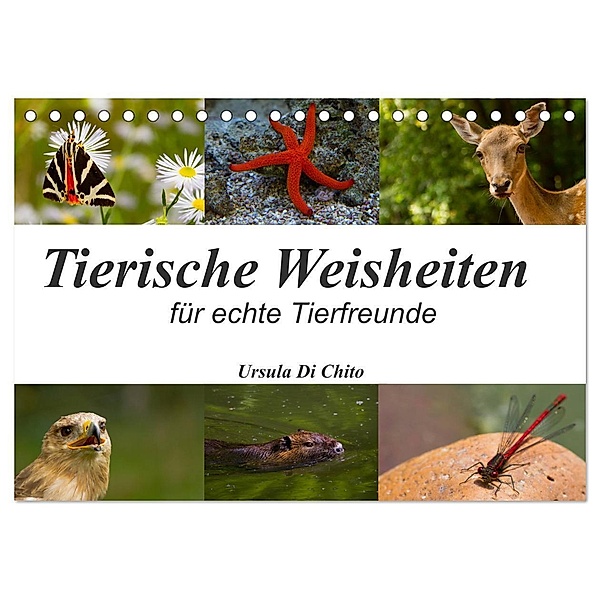 Tierische Weisheiten (Tischkalender 2024 DIN A5 quer), CALVENDO Monatskalender, Ursula Di Chito