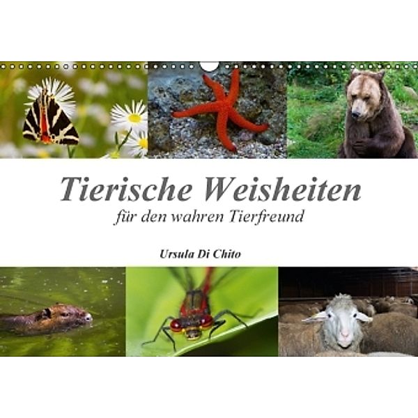 Tierische Weisheiten (Wandkalender 2014 DIN A3 quer), Ursula Di Chito
