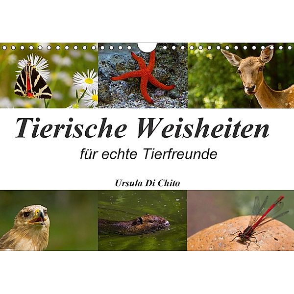 Tierische Weisheiten (Wandkalender 2018 DIN A4 quer), Ursula Di Chito