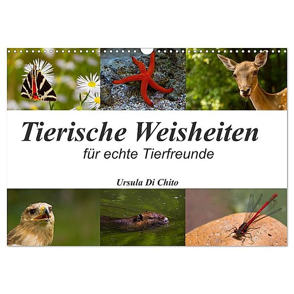 Tierische Weisheiten (Wandkalender 2024 DIN A3 quer), CALVENDO Monatskalender, Ursula Di Chito