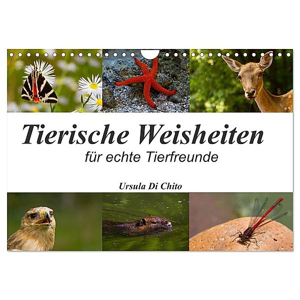 Tierische Weisheiten (Wandkalender 2024 DIN A4 quer), CALVENDO Monatskalender, Ursula Di Chito