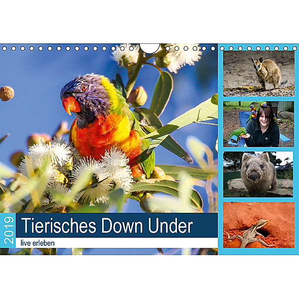 Tierisches Down Under - live erleben (Wandkalender 2019 DIN A4 quer), Anke Fietzek