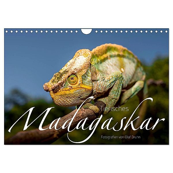 Tierisches Madagaskar (Wandkalender 2024 DIN A4 quer), CALVENDO Monatskalender, Olaf Bruhn