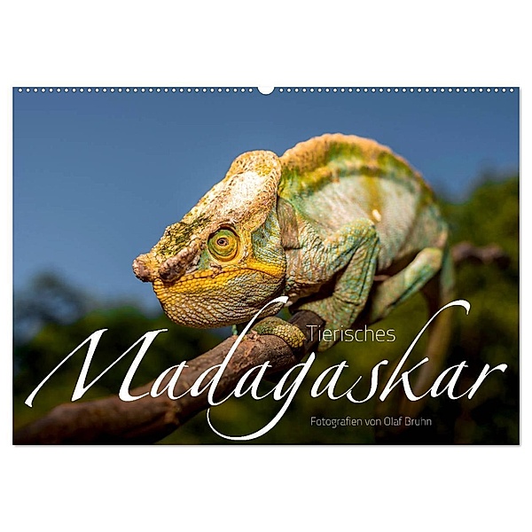 Tierisches Madagaskar (Wandkalender 2025 DIN A2 quer), CALVENDO Monatskalender, Calvendo, Olaf Bruhn
