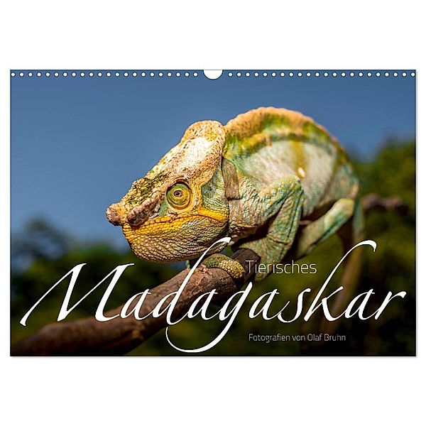 Tierisches Madagaskar (Wandkalender 2025 DIN A3 quer), CALVENDO Monatskalender, Calvendo, Olaf Bruhn