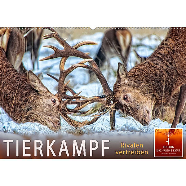 Tierkampf - Rivalen vertreiben (Wandkalender 2023 DIN A2 quer), Peter Roder