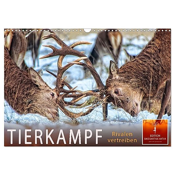 Tierkampf - Rivalen vertreiben (Wandkalender 2024 DIN A3 quer), CALVENDO Monatskalender, Peter Roder