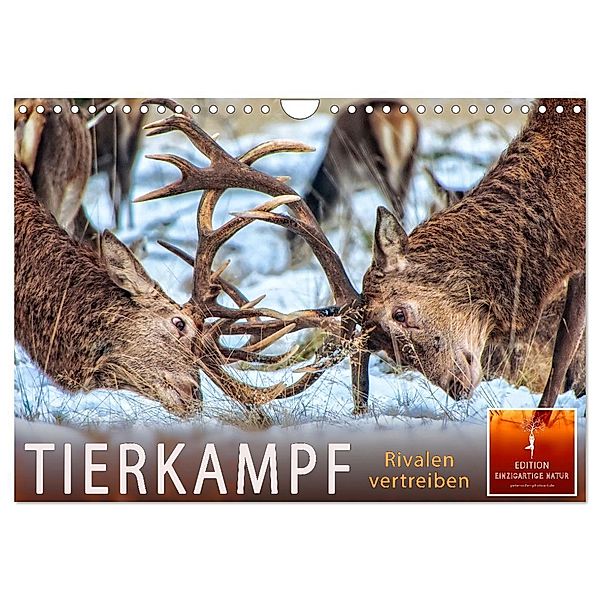 Tierkampf - Rivalen vertreiben (Wandkalender 2025 DIN A4 quer), CALVENDO Monatskalender, Calvendo, Peter Roder