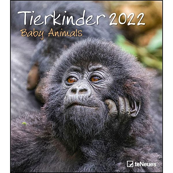 Tierkinder 2022 - Wand-Kalender - 30x34