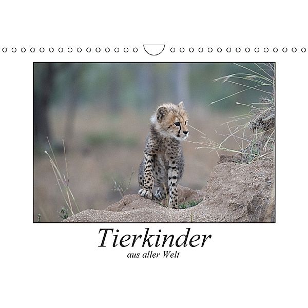 Tierkinder aus aller Welt (Wandkalender 2018 DIN A4 quer), Robert Styppa