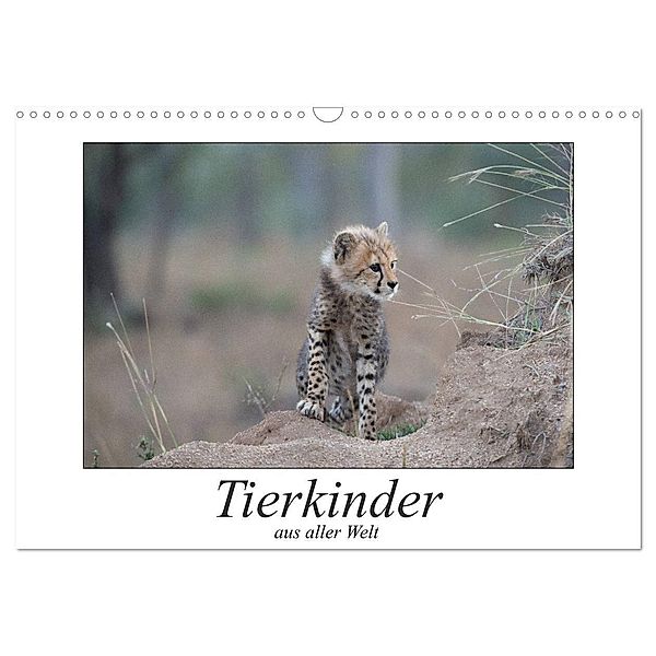 Tierkinder aus aller Welt (Wandkalender 2024 DIN A3 quer), CALVENDO Monatskalender, Robert Styppa