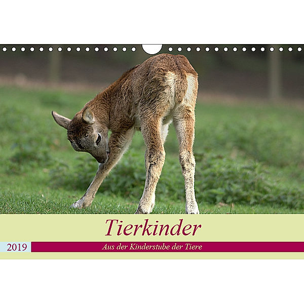 Tierkinder - Aus der Kinderstube der Tiere (Wandkalender 2019 DIN A4 quer), Arno Klatt