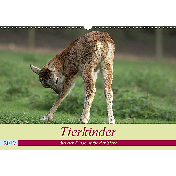Tierkinder - Aus der Kinderstube der Tiere (Wandkalender 2019 DIN A3 quer), Arno Klatt