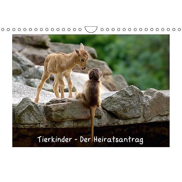 Tierkinder - Der Heiratsantrag (Wandkalender 2017 DIN A4 quer), Jochen Dietrich
