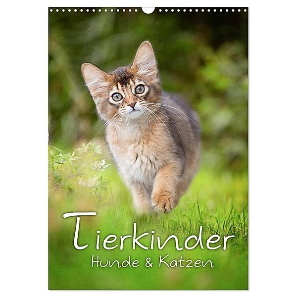 Tierkinder Hunde und Katzen (Wandkalender 2024 DIN A3 hoch), CALVENDO Monatskalender, Nicole Noack