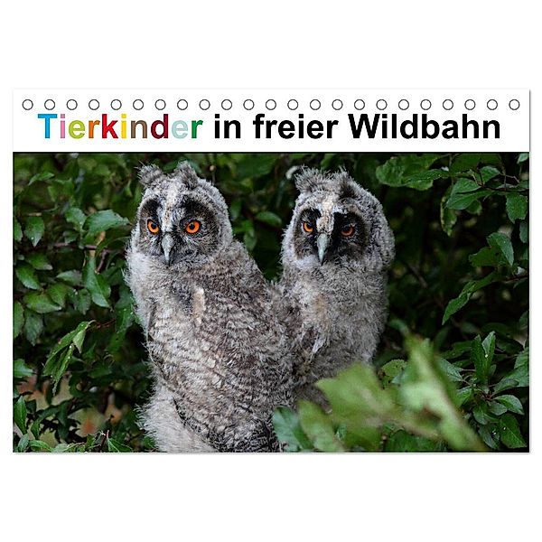 Tierkinder in freier Wildbahn (Tischkalender 2024 DIN A5 quer), CALVENDO Monatskalender, Günter Bachmeier