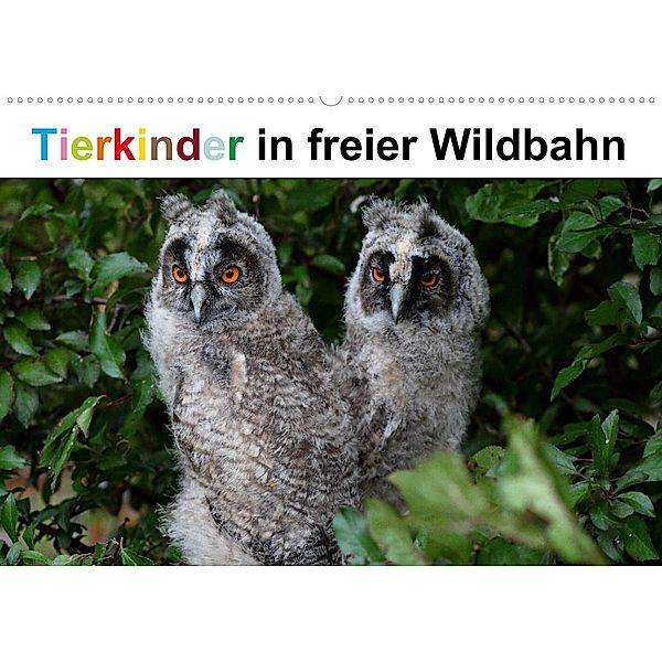 Tierkinder in freier Wildbahn (Wandkalender 2023 DIN A2 quer), Günter Bachmeier