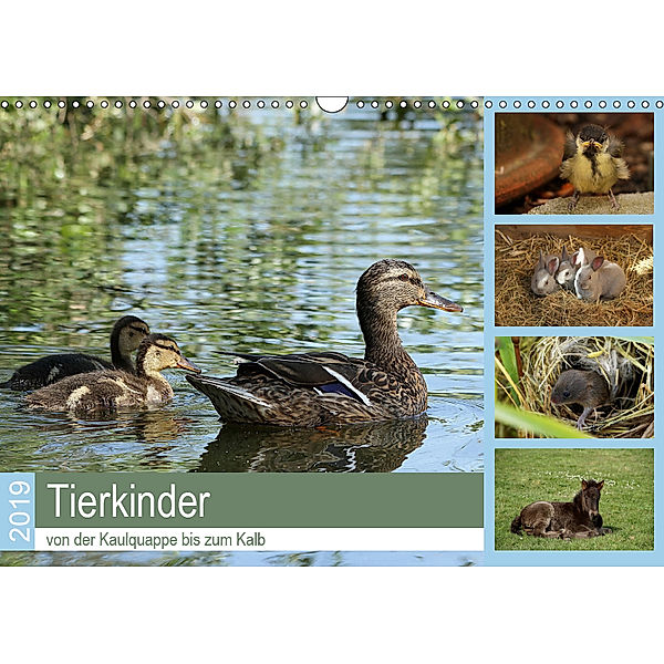 Tierkinder von der Kaulquappe bis zum Kalb (Wandkalender 2019 DIN A3 quer), Anja Bagunk