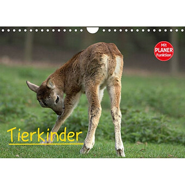 Tierkinder (Wandkalender 2022 DIN A4 quer), Arno Klatt