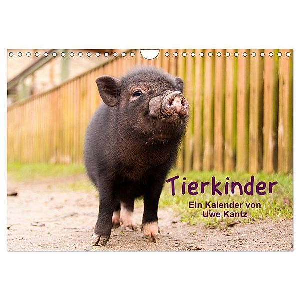 Tierkinder (Wandkalender 2024 DIN A4 quer), CALVENDO Monatskalender, Uwe Kantz