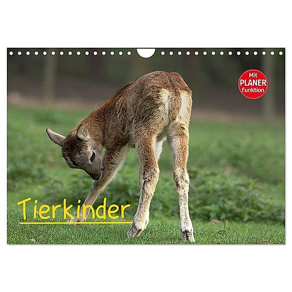 Tierkinder (Wandkalender 2024 DIN A4 quer), CALVENDO Monatskalender, Arno Klatt