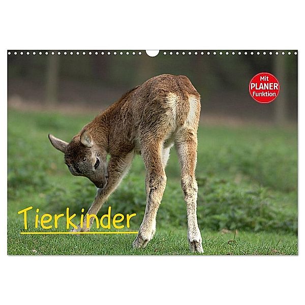 Tierkinder (Wandkalender 2025 DIN A3 quer), CALVENDO Monatskalender, Calvendo, Arno Klatt