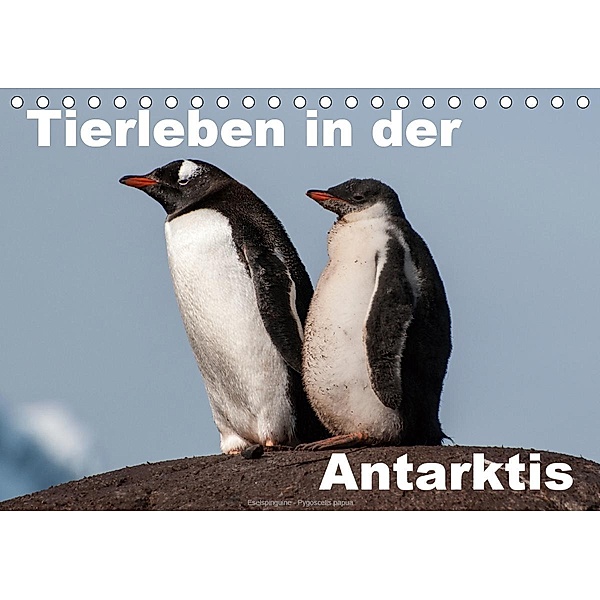 Tierleben in der Antarktis (Tischkalender 2020 DIN A5 quer), Jürgen Wöhlke
