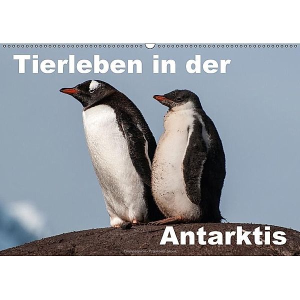 Tierleben in der Antarktis (Wandkalender 2017 DIN A2 quer), Jürgen Wöhlke