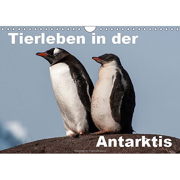 Tierleben in der Antarktis (Wandkalender 2019 DIN A4 quer), Jürgen Wöhlke