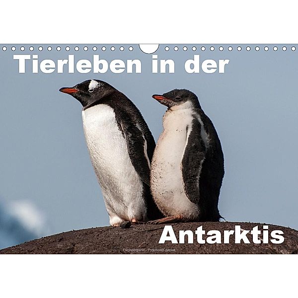 Tierleben in der Antarktis (Wandkalender 2020 DIN A4 quer), Jürgen Wöhlke