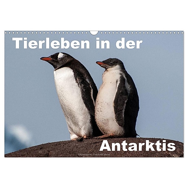 Tierleben in der Antarktis (Wandkalender 2024 DIN A3 quer), CALVENDO Monatskalender, Jürgen Wöhlke